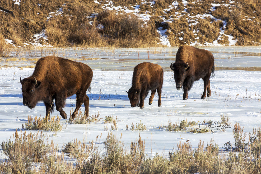 FROZEN WATERING HOLE