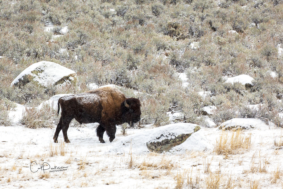 BREATH OF A BUFFALO