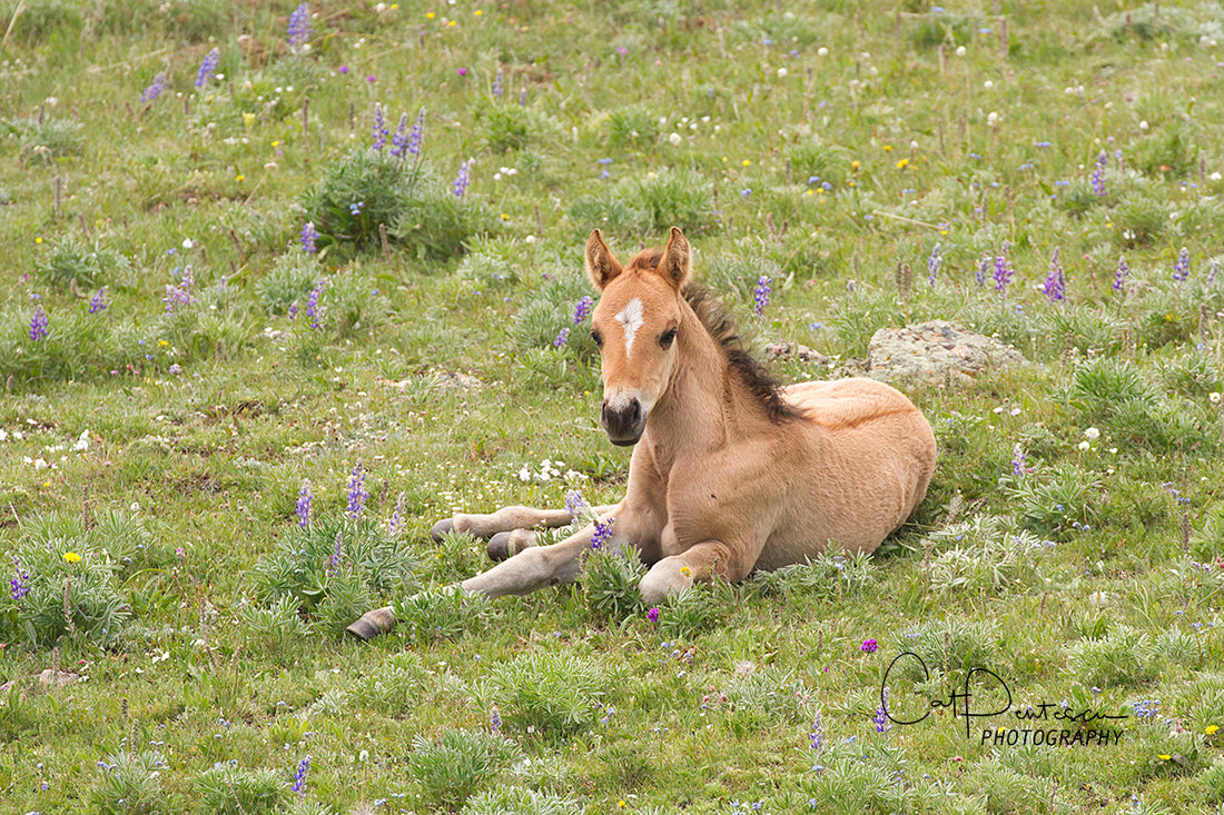 FLOWERED FOAL ~ PRYOR WILD