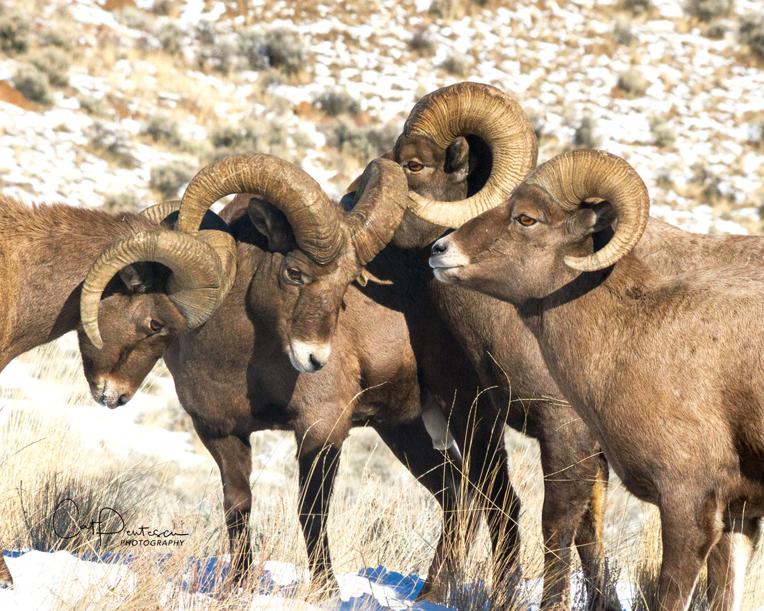 BIGHORN FOOTBALL