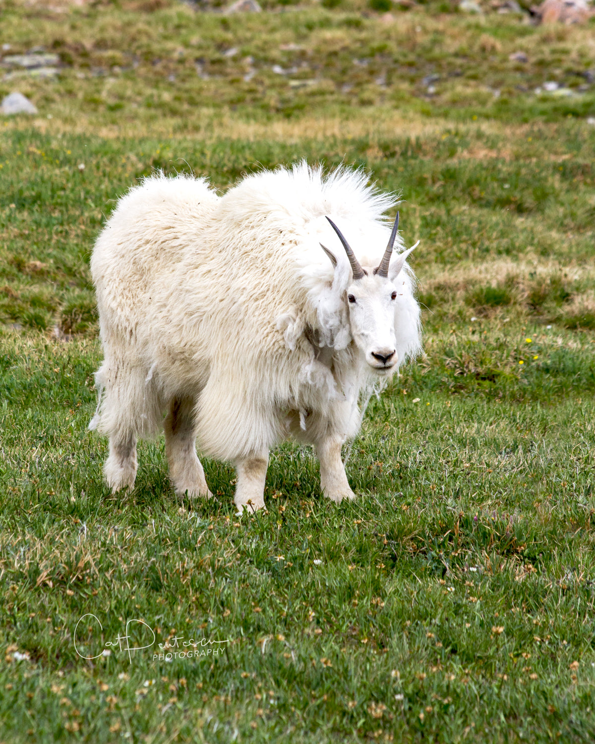 MOUNTAIN WOOL