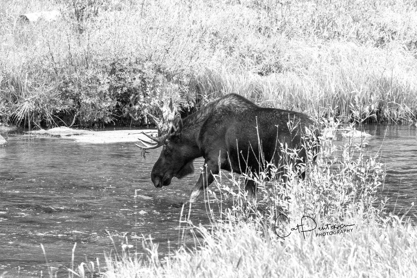 CROSSING THE CREEK