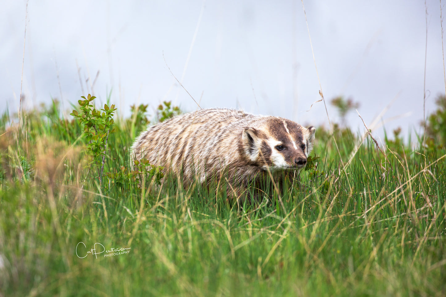 AMERICA'S BADGER