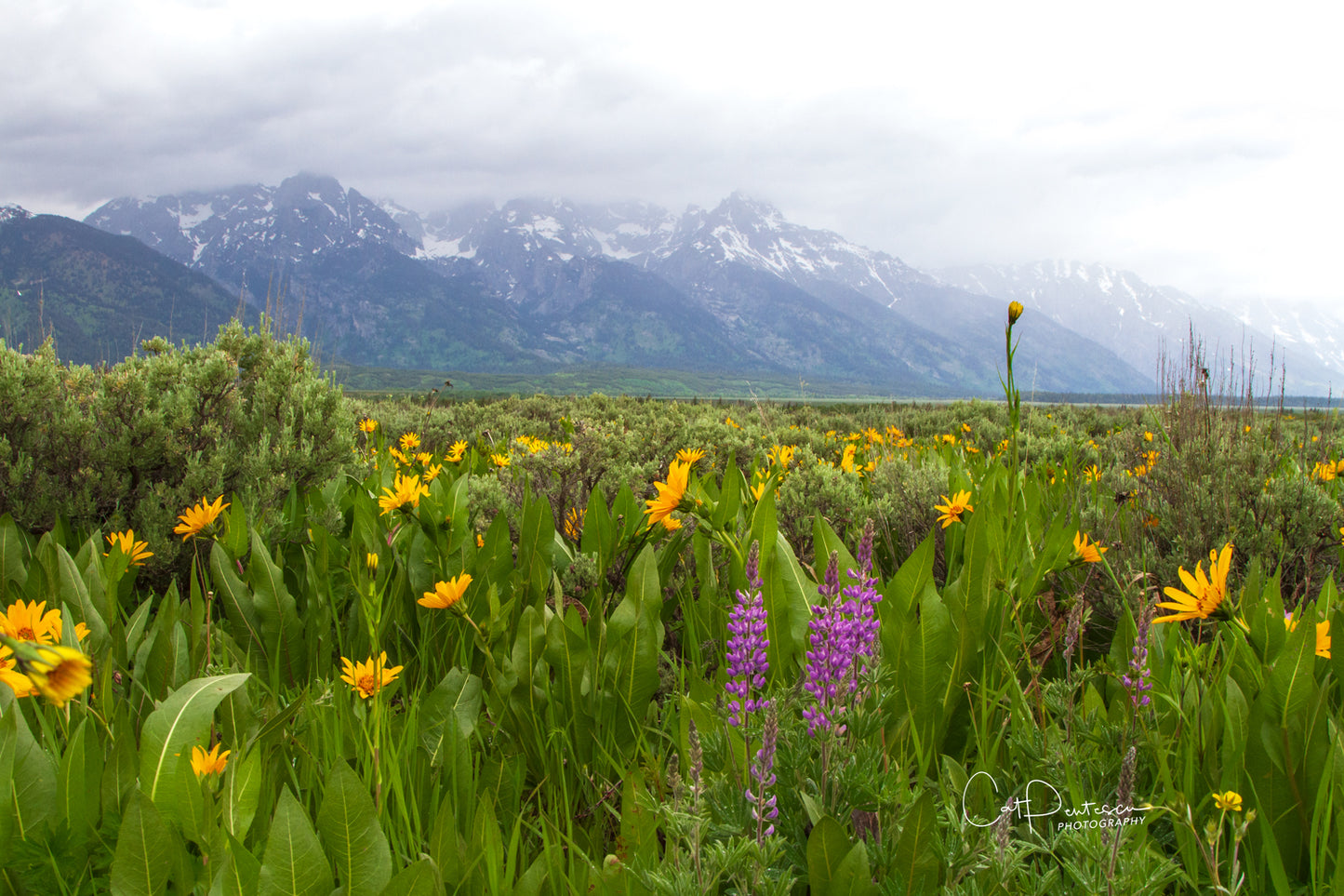 TETON FLOWERS