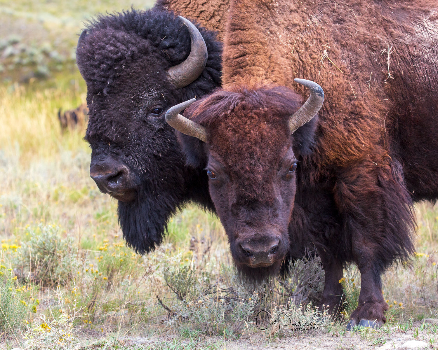 Happy Couple. Close up portrait of bull and cow buffalo standing next to each other in the wild. Late summer in field of green grass, sagebrush golden flowers