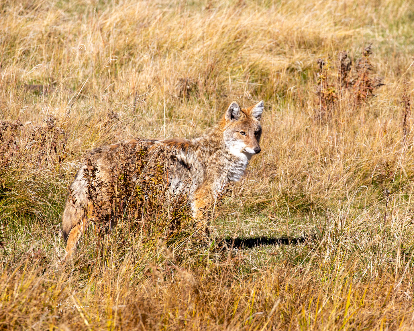 THE HUNTER