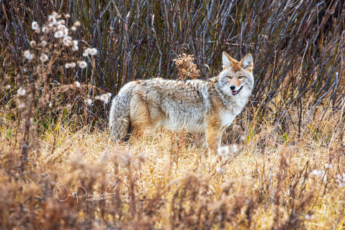 CONFIDENT COYOTE