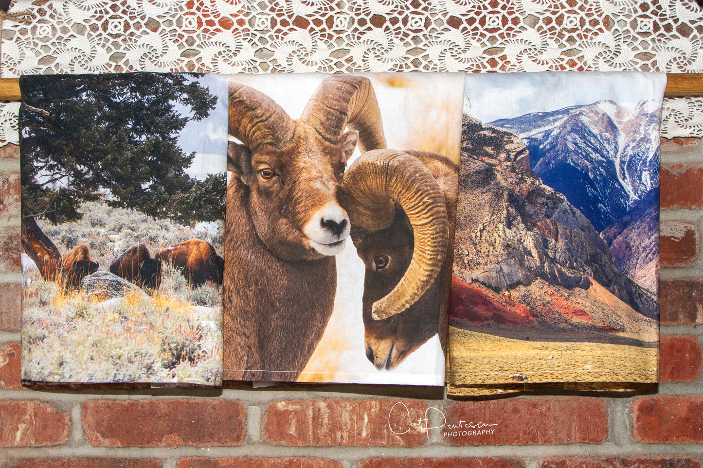 BIGHORN RAMS FLOUR SACK TOWEL