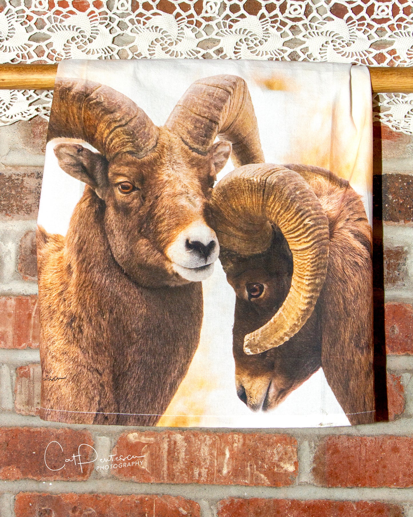 BIGHORN RAMS FLOUR SACK TOWEL