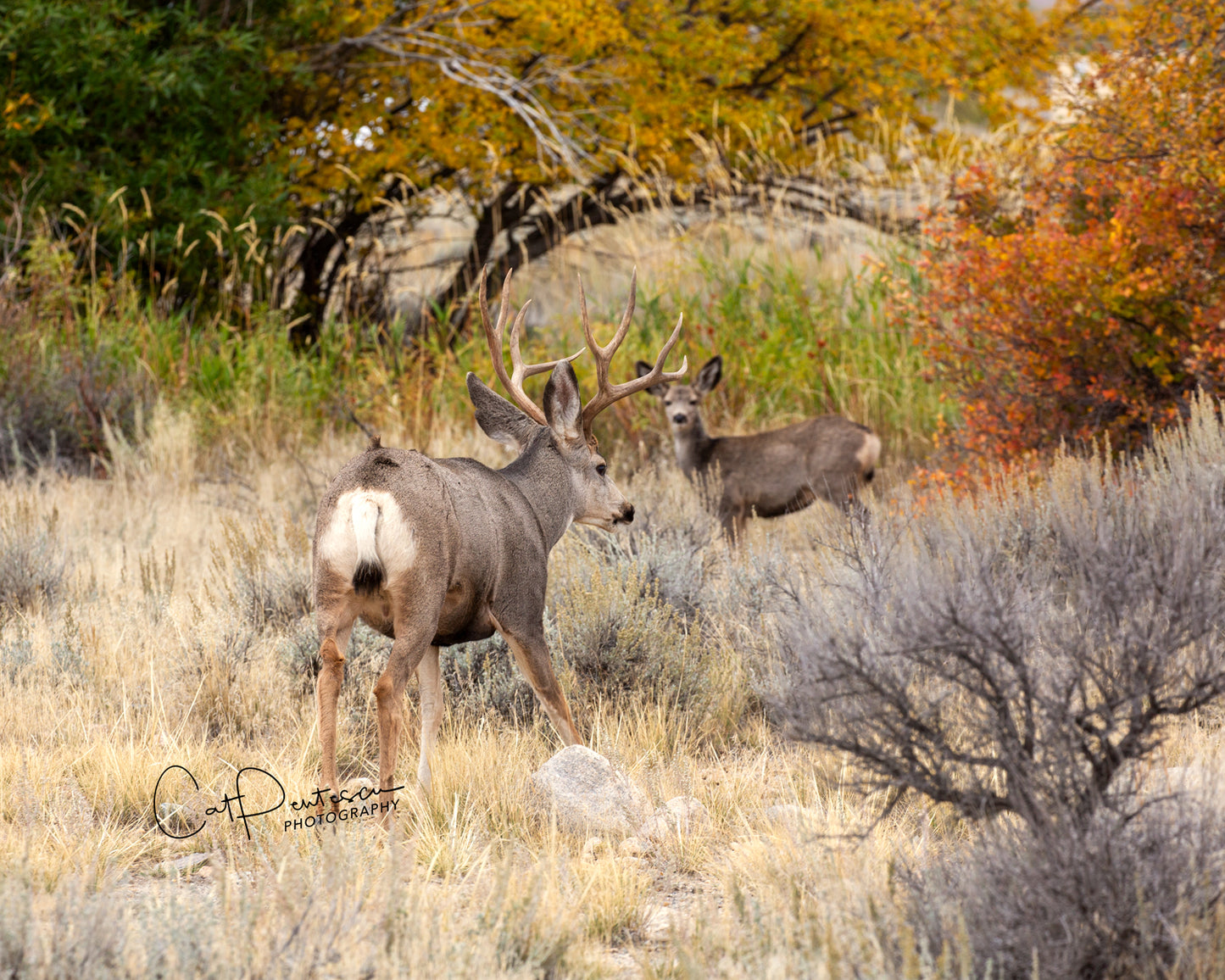 AUTUMN ANTLERS