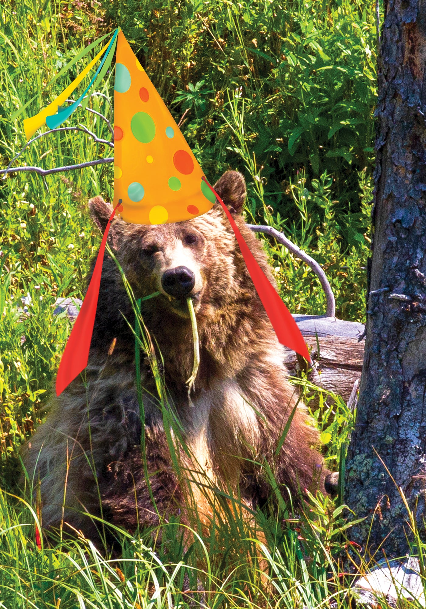 Birthday Card for the GRIZZLY ONE