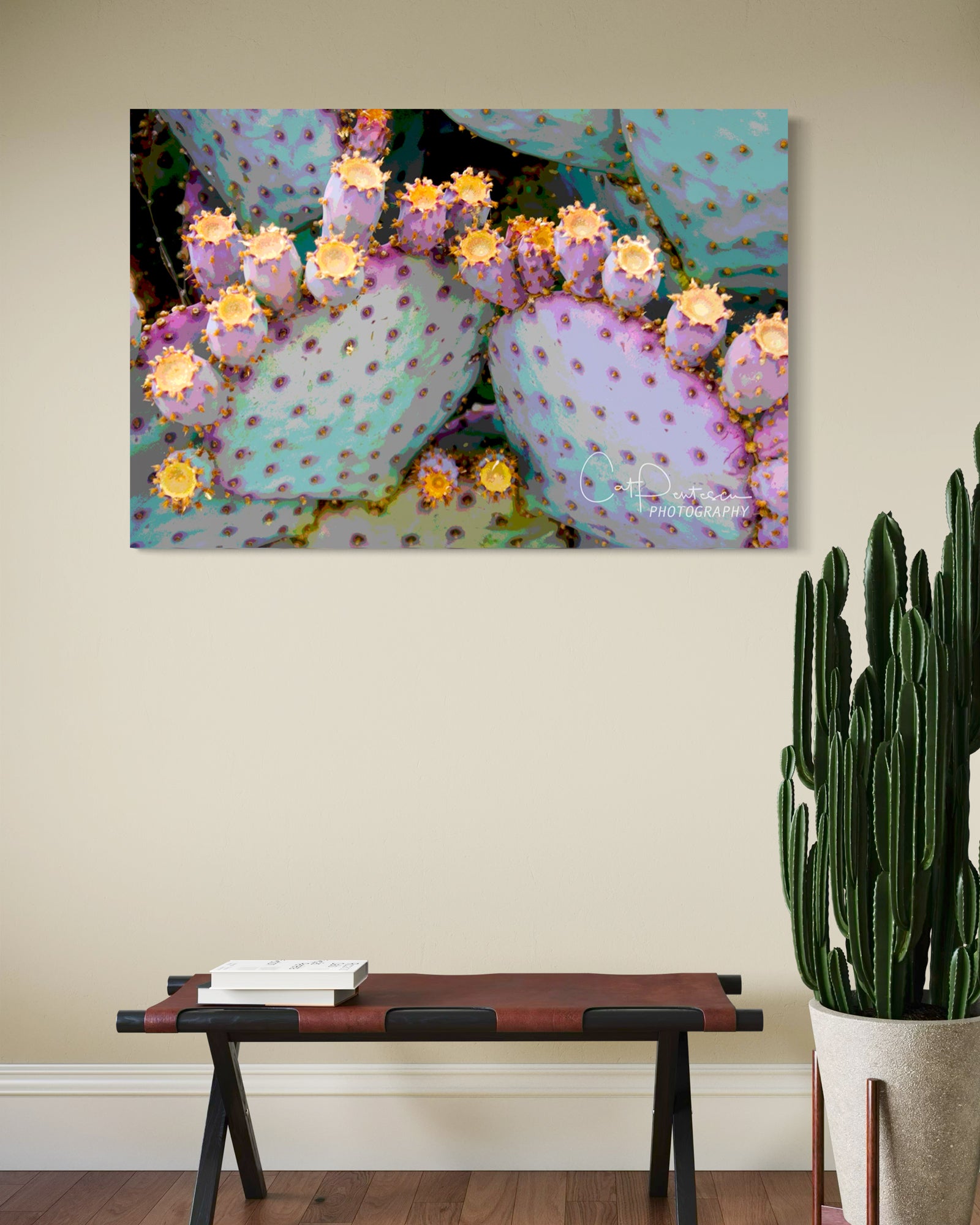 CACTUS COLORS – Cat Pentescu Photography