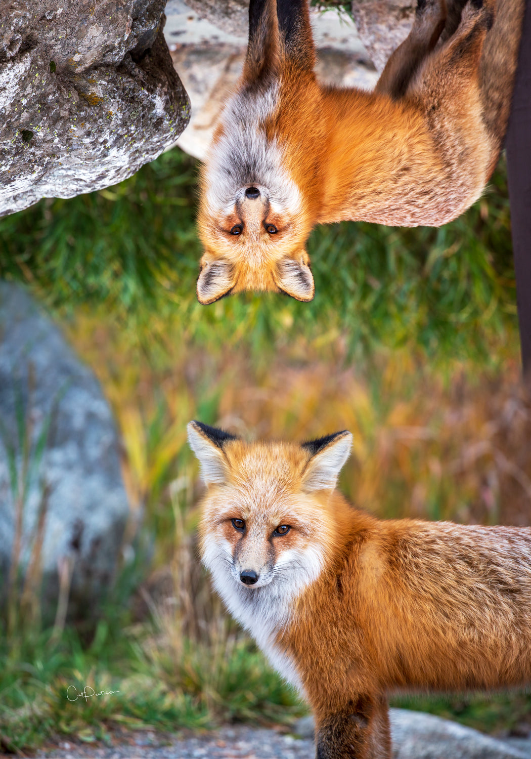 FOXY LADY FLOUR SACK TOWEL
