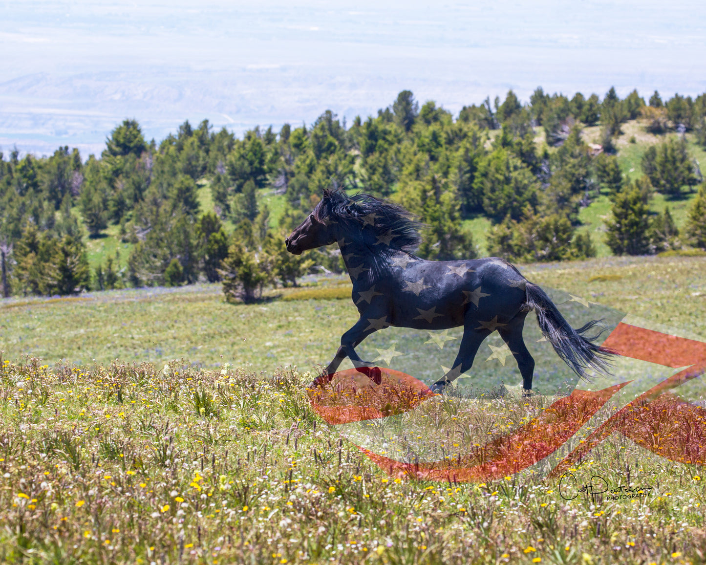 RUN FREE