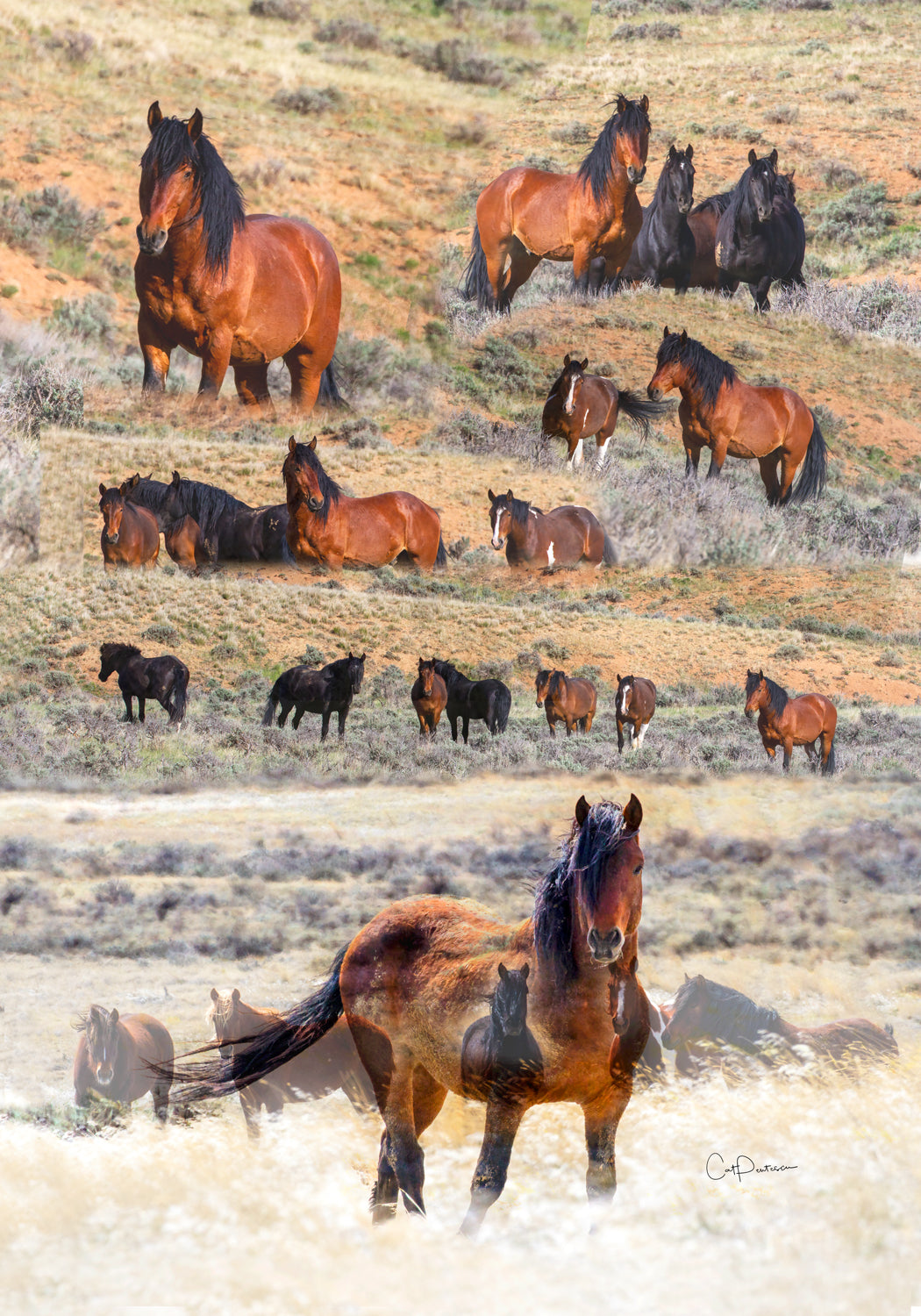 WILD HORSE MONTAGE FLOUR SACK TOWEL