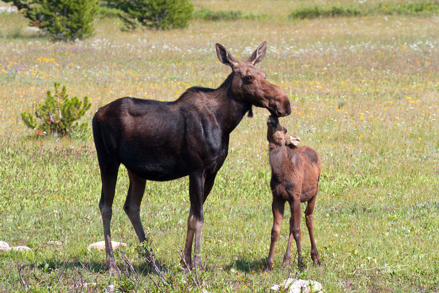KISSES FOR MOM
