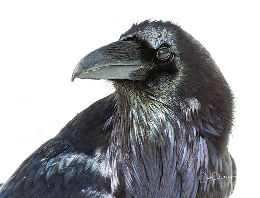 Note Cards - RAVING RAVEN