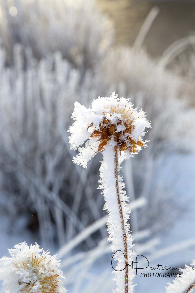 FROSTED