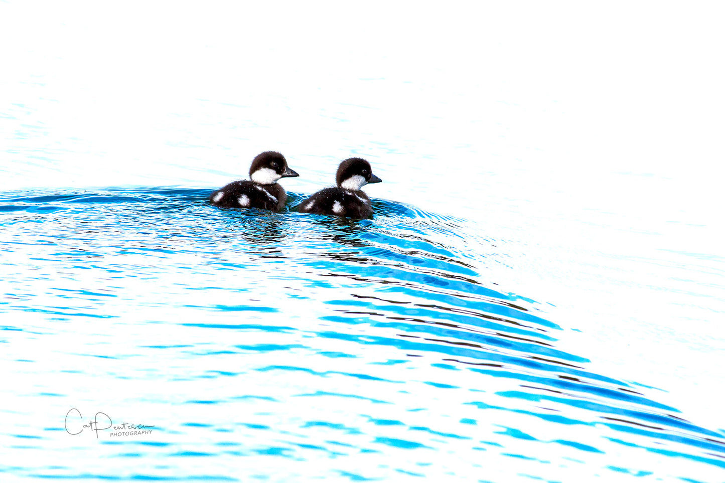 QUACKERS