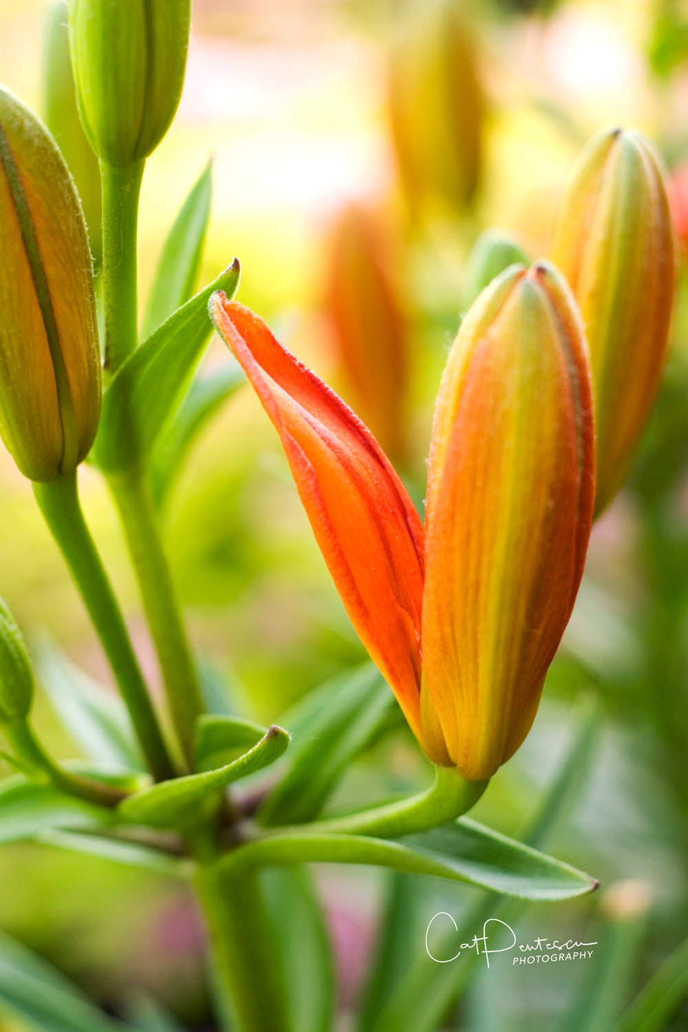 BLOOMING LILIES