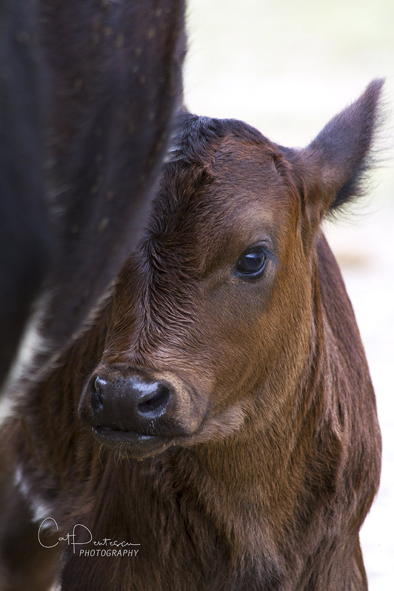 Livestock Angus calf nestled up by Angus Cow. For sale on metal or  canvas. Cat Pentescu Photography