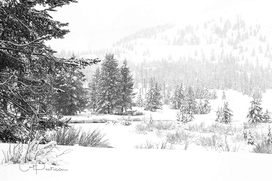 PEACE IN THE SNOW