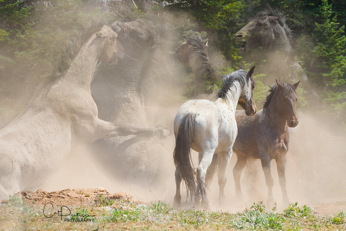 THE BATTLE
