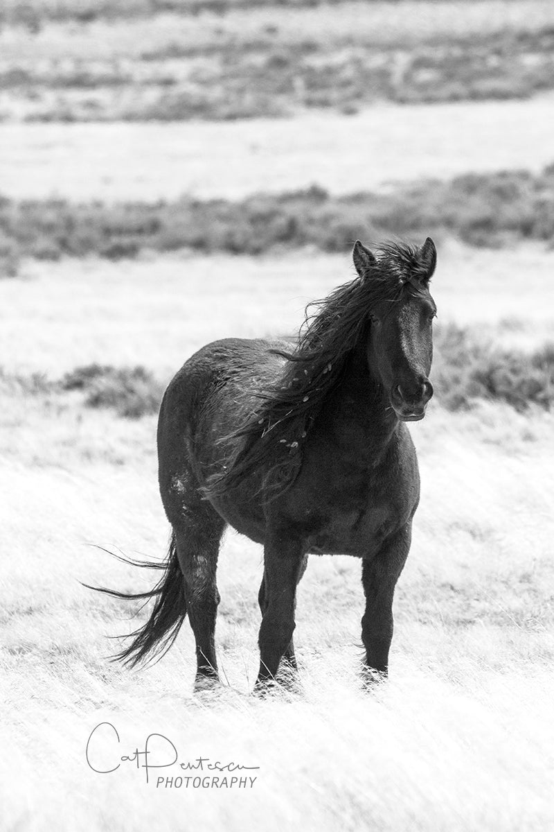RUGGED AND WILD
