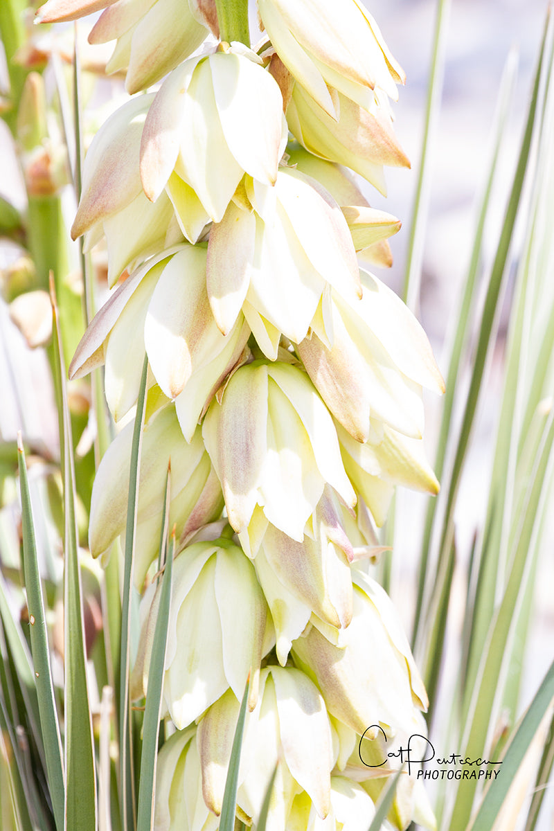 YUCCA BLOOMS