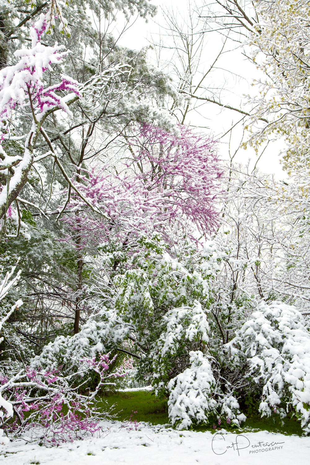 SPRING SNOW