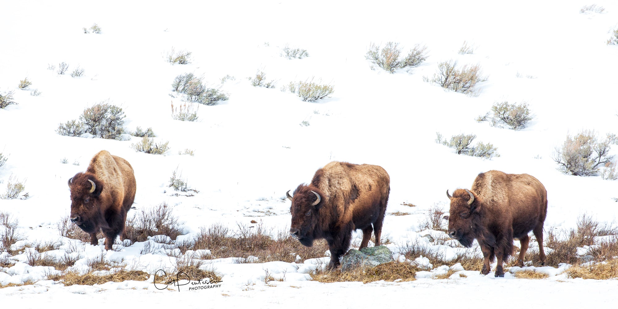 Bison Prove They're For Real