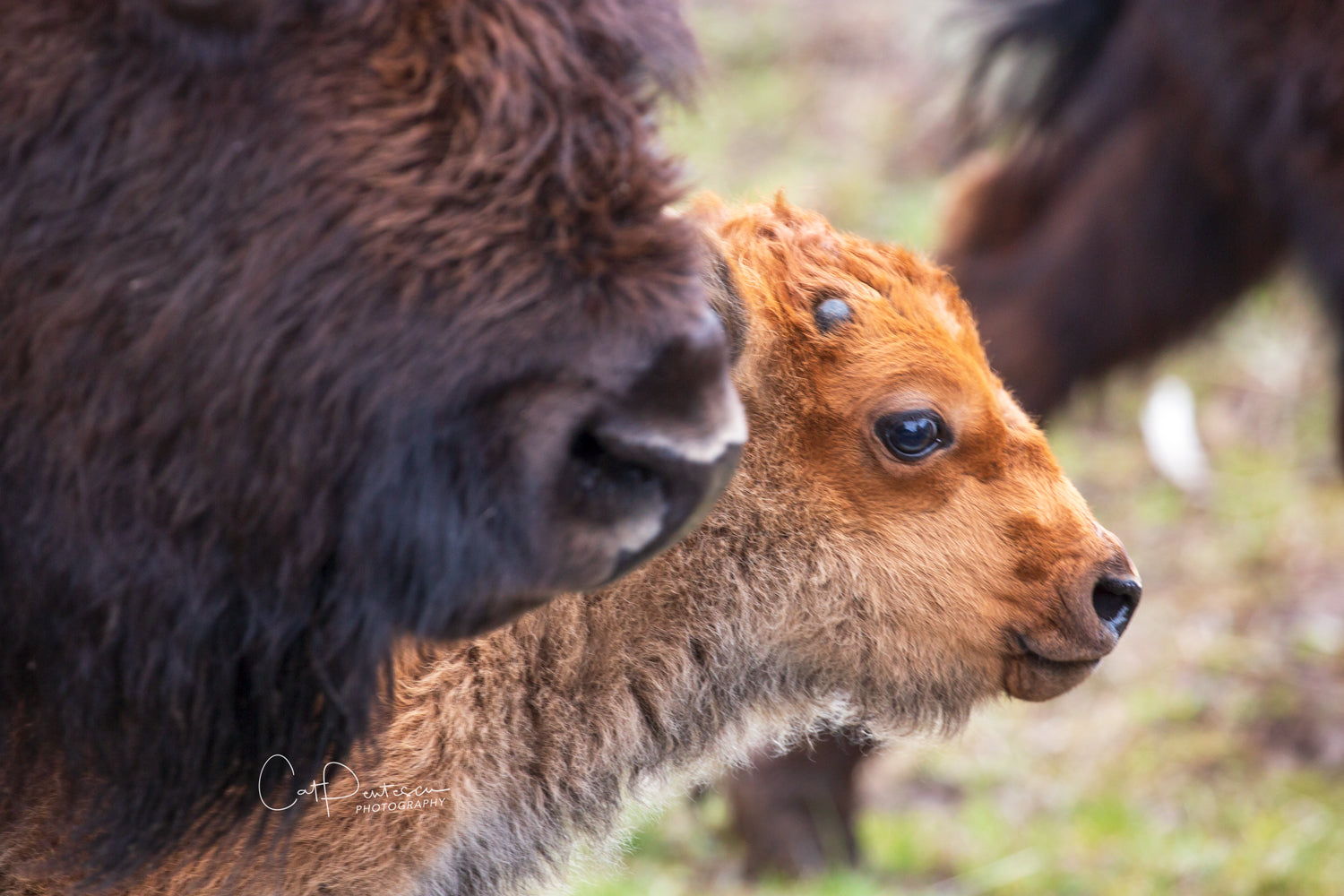 Buffalo bison red dog newborn calf focused on its future with mom by its side