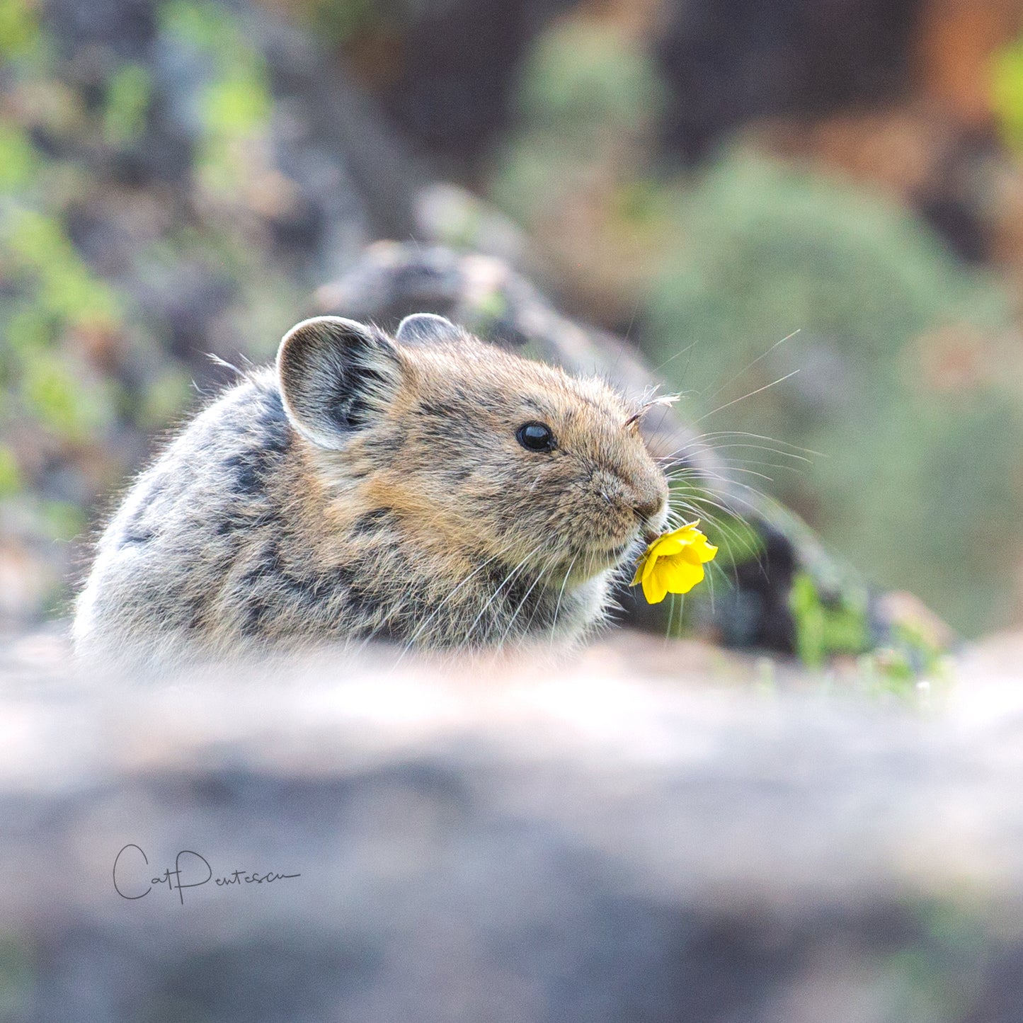 PIKA FLOWER