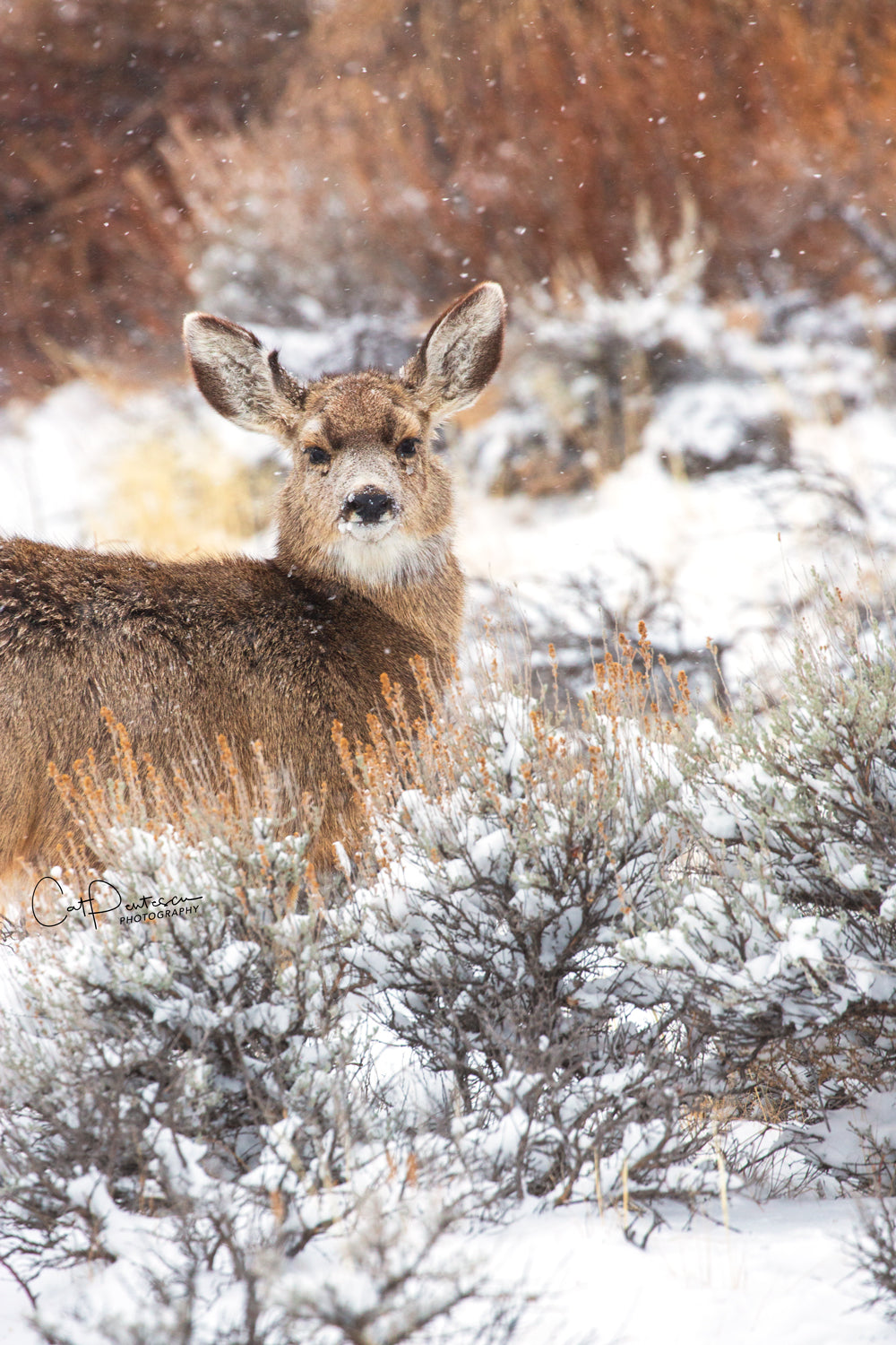 BLENDING INTO WINTER