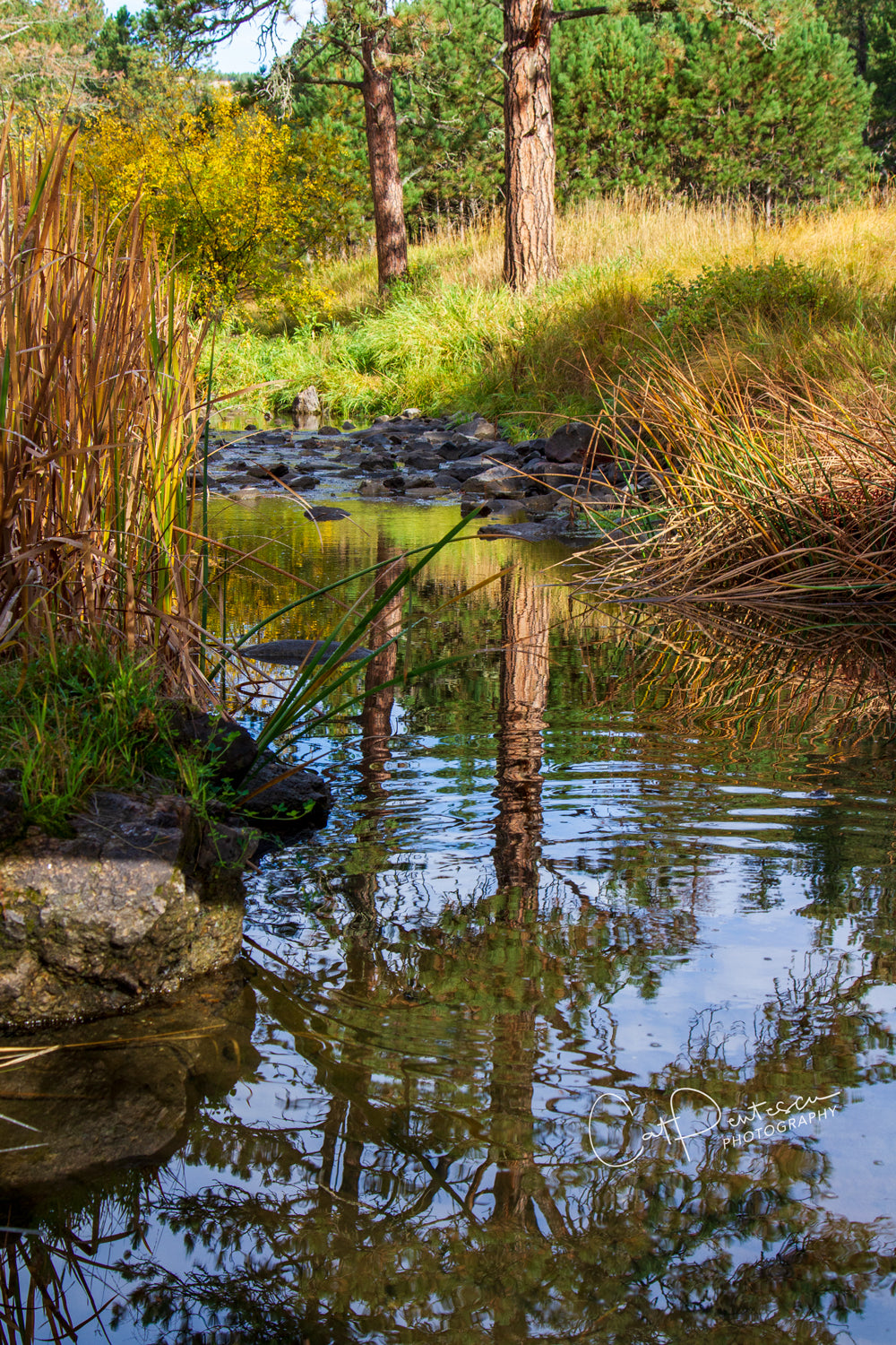 TREES IN WATER