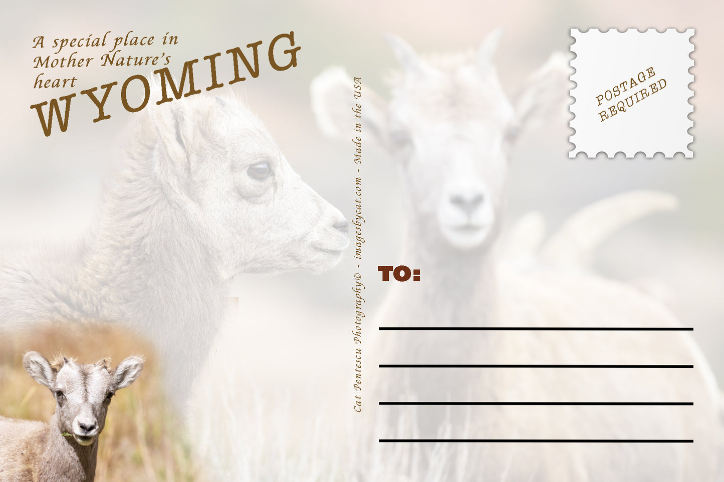 ADVICE FROM THE BIGHORN SHEEP POSTCARD