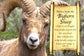 ADVICE FROM THE BIGHORN SHEEP POSTCARD