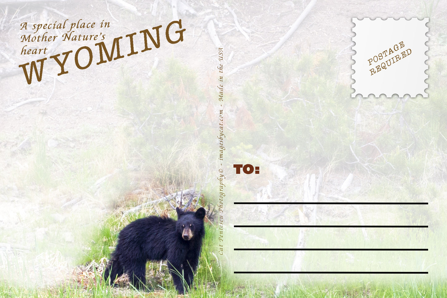 ADVICE FROM THE BLACK BEAR POSTCARD