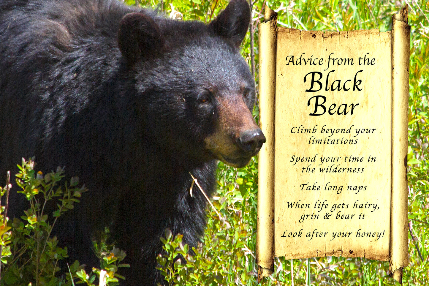 ADVICE FROM THE BLACK BEAR POSTCARD