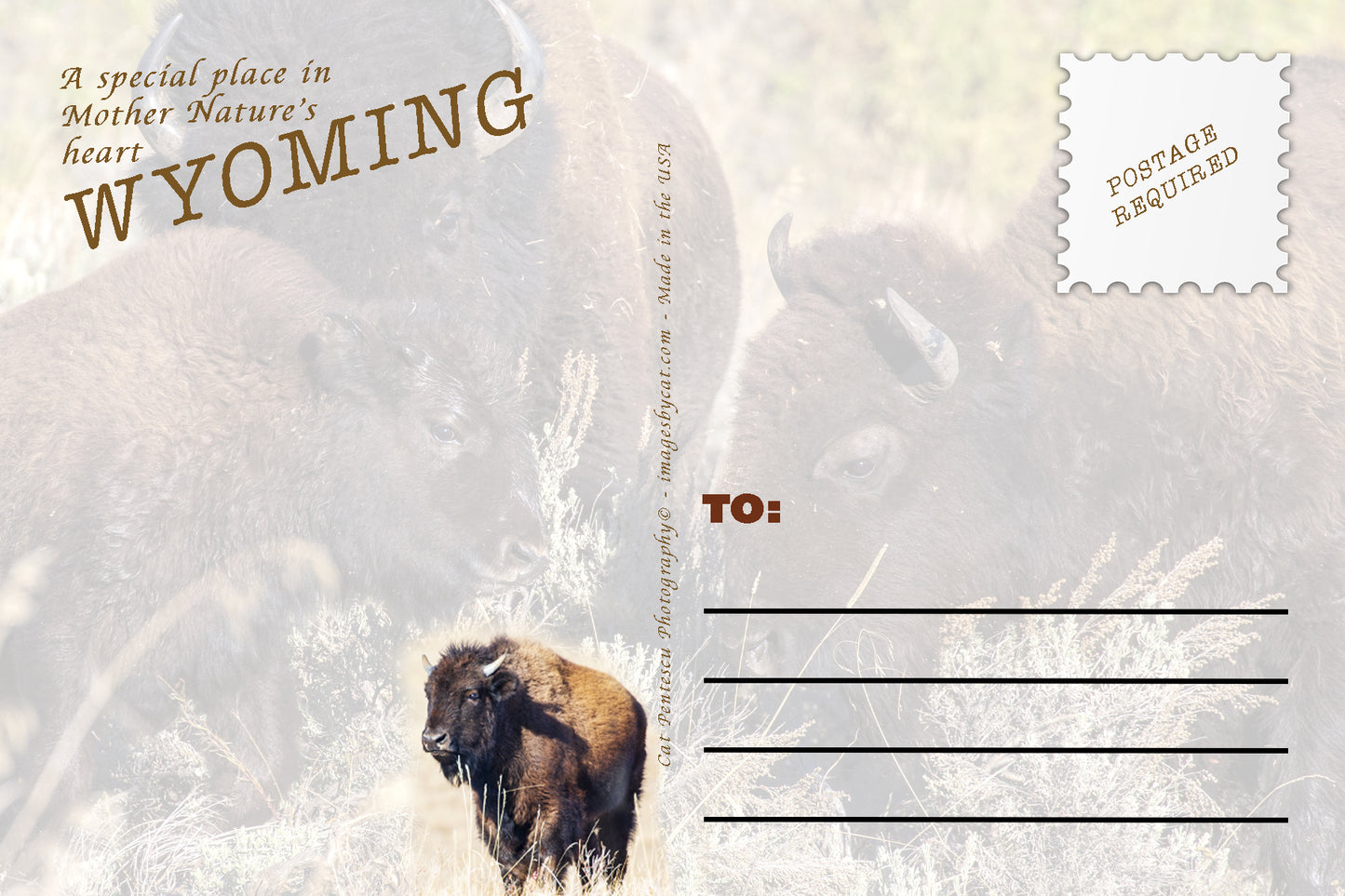 ADVICE FROM THE BUFFALO POSTCARD