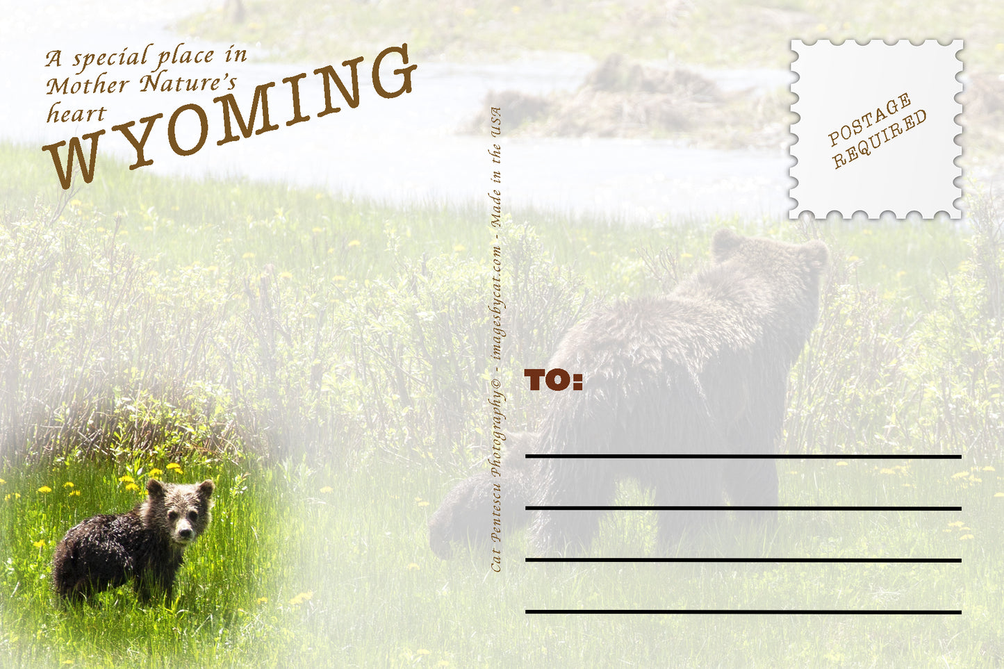 ADVICE FROM THE GRIZZLY POSTCARD