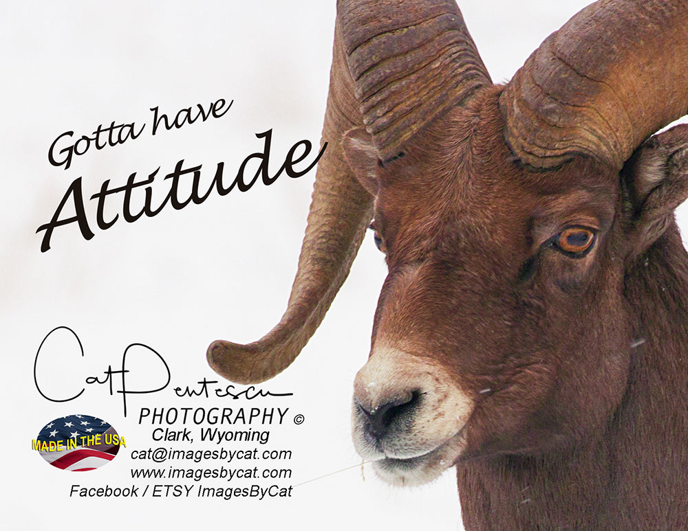 Note Cards - GOTTA HAVE ATTITUDE