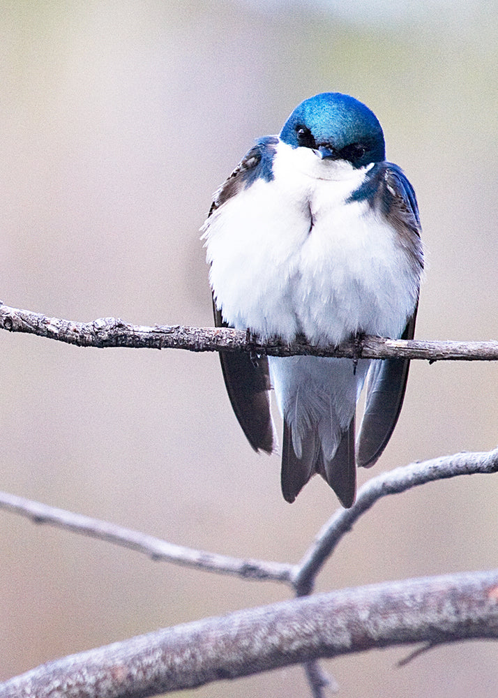 Greeting Card - TWO BLUE