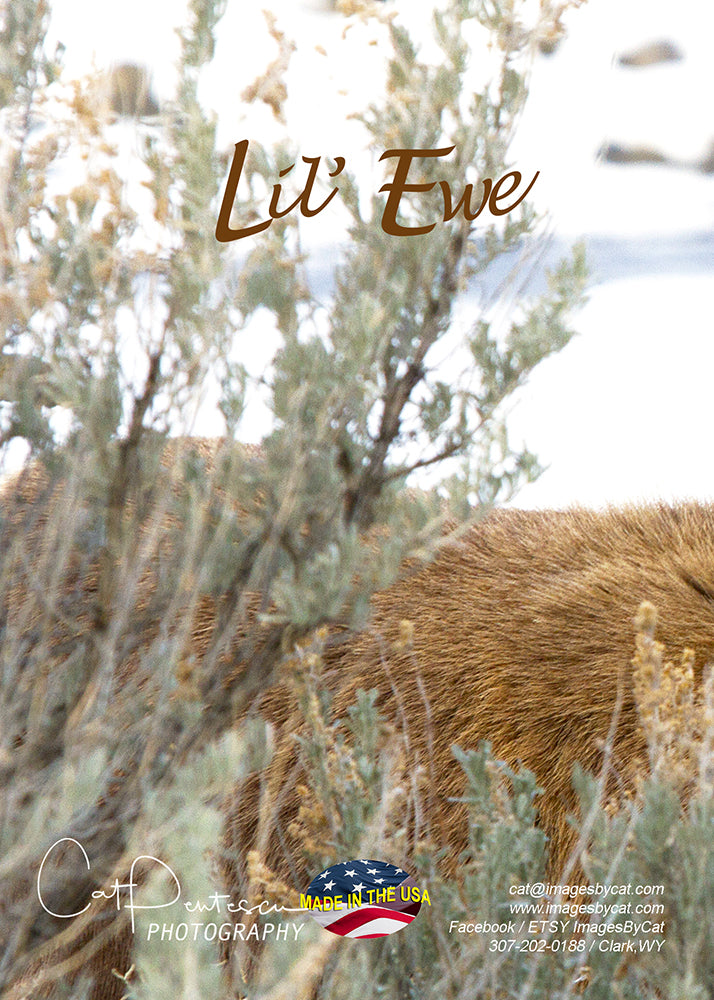 Greeting Card - LIL' EWE