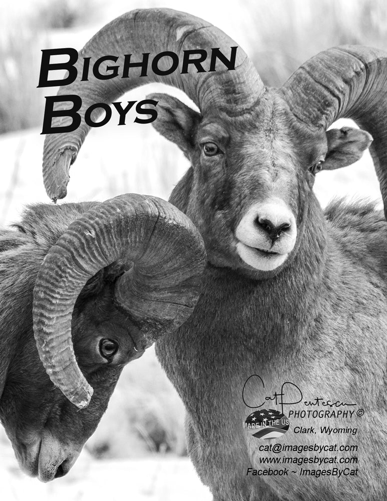Note Cards - BIGHORN BOYS