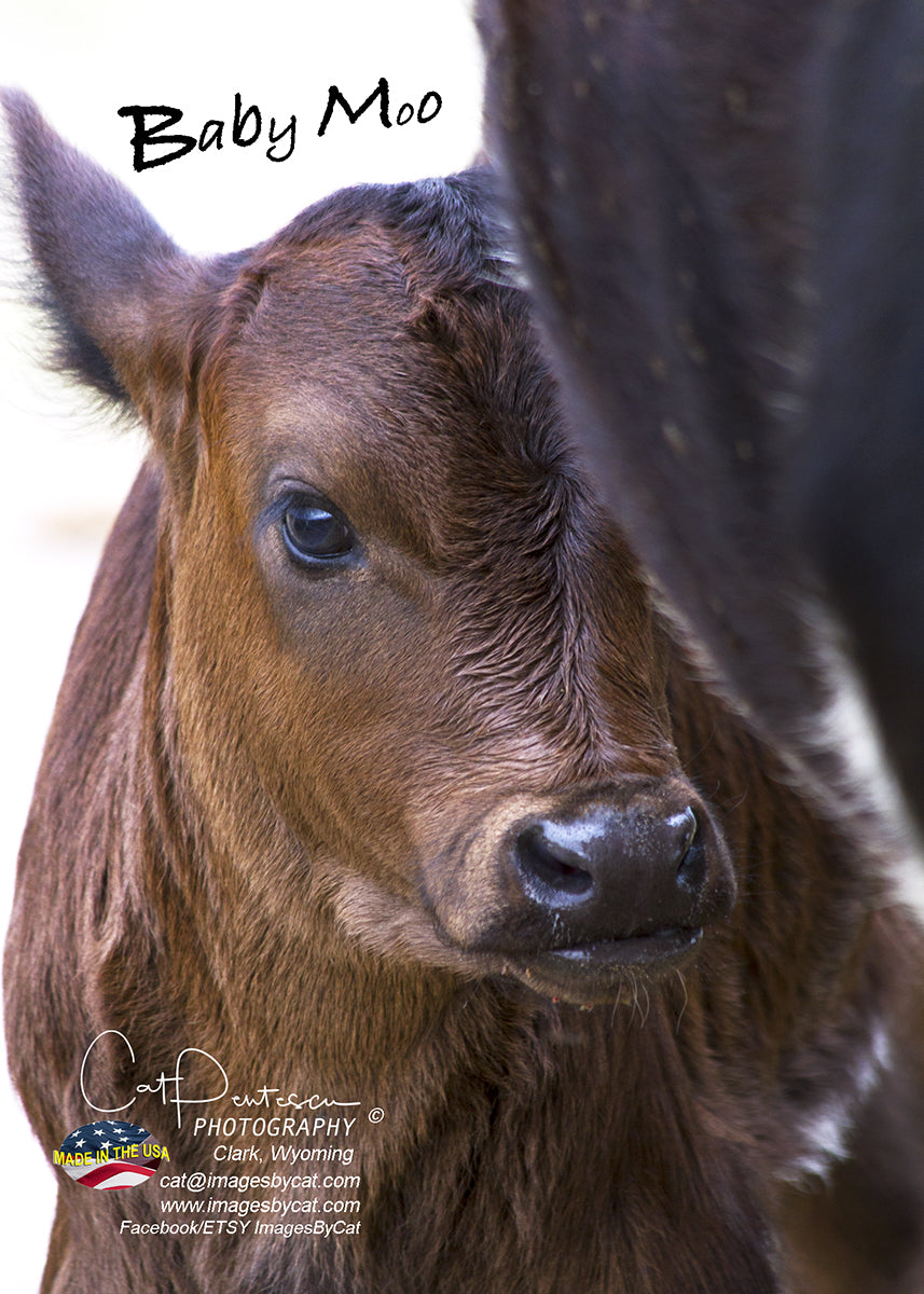 Greeting Card - BABY MOO