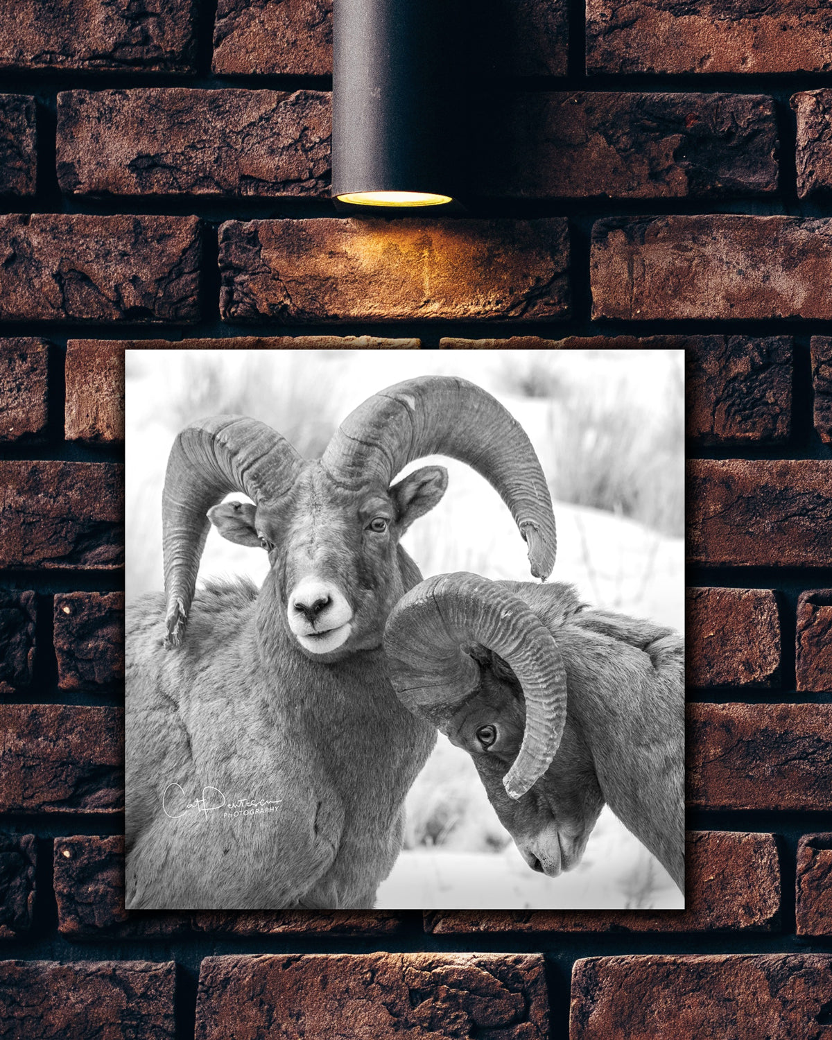 BIGHORN BOYS