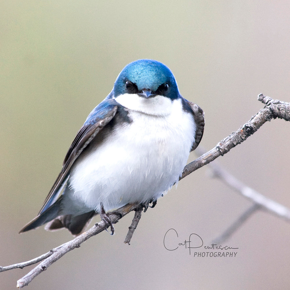 Wildlife Tree Swallow avian bird sitting on branch in misty weather. Cat Pentescu Photography