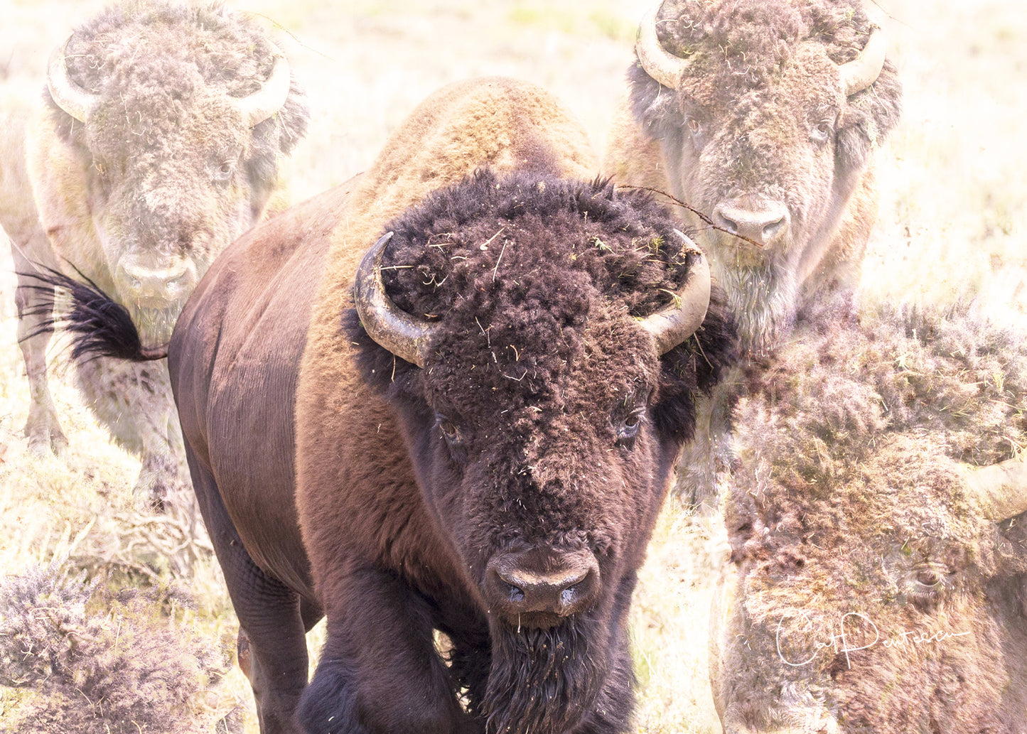 Greeting Card - SPIRIT OF TATANKA