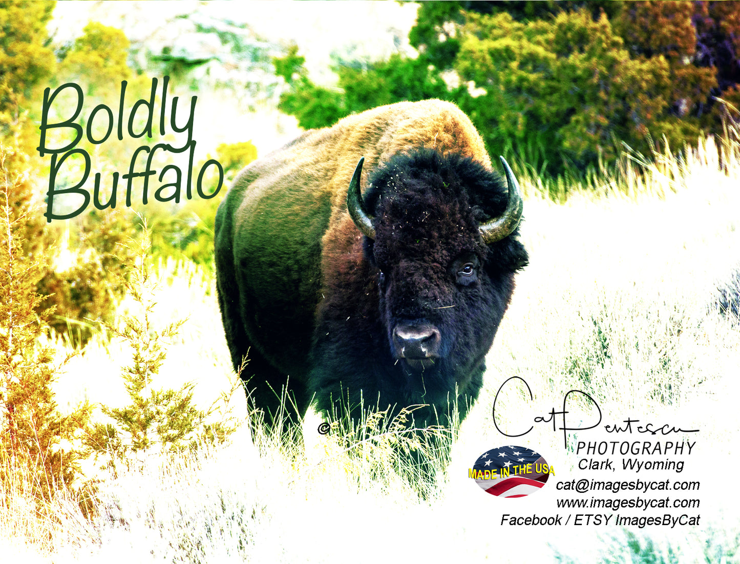 Note Cards - BOLDY BUFFALO